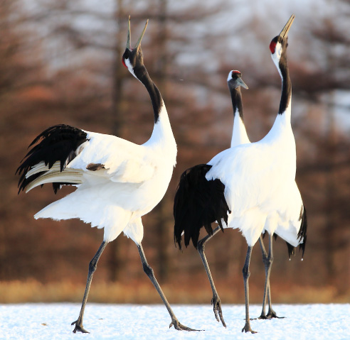 Tsurui Ito Crane Sanctuary