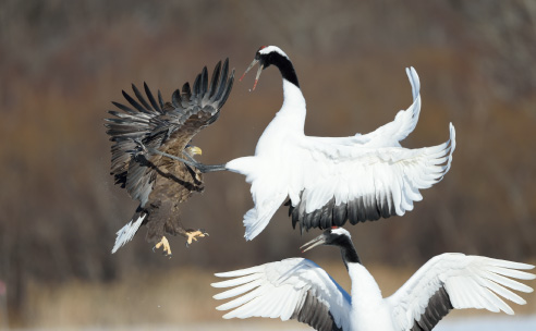 Akan International Crane Center